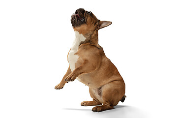 Image showing Young brown French Bulldog playing isolated on white studio background