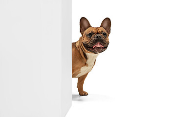 Image showing Young brown French Bulldog playing isolated on white studio background