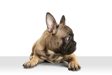 Image showing Young brown French Bulldog playing isolated on white studio background