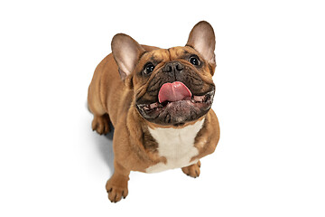 Image showing Young brown French Bulldog playing isolated on white studio background