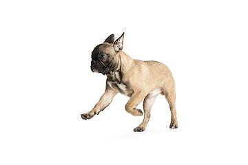 Image showing Young brown French Bulldog playing isolated on white studio background