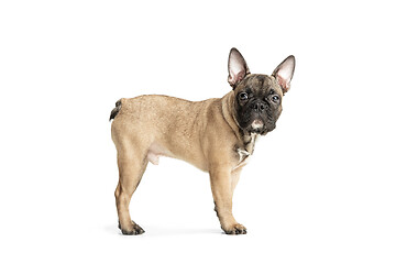 Image showing Young brown French Bulldog playing isolated on white studio background