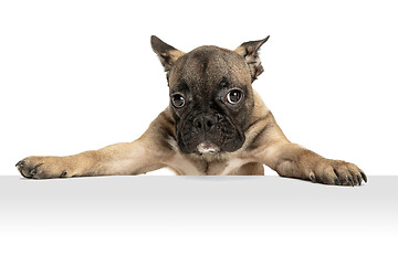 Image showing Young brown French Bulldog playing isolated on white studio background