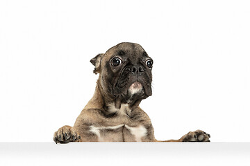 Image showing Young brown French Bulldog playing isolated on white studio background