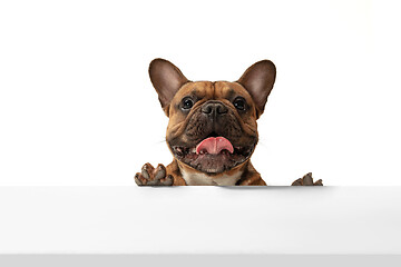 Image showing Young brown French Bulldog playing isolated on white studio background