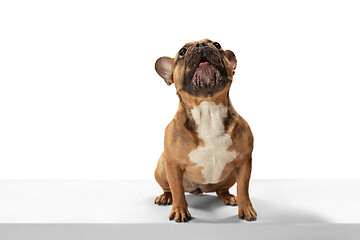 Image showing Young brown French Bulldog playing isolated on white studio background