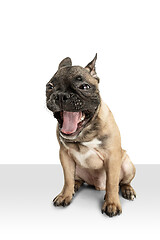 Image showing Young brown French Bulldog playing isolated on white studio background