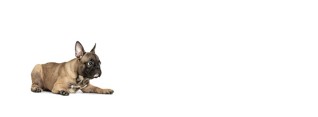 Image showing Young brown French Bulldog playing isolated on white studio background