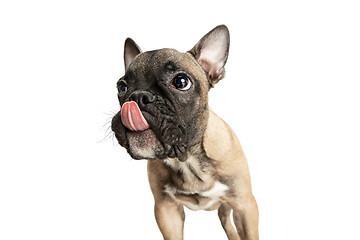 Image showing Young brown French Bulldog playing isolated on white studio background