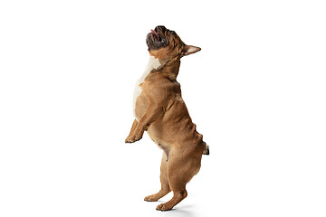 Image showing Young brown French Bulldog playing isolated on white studio background