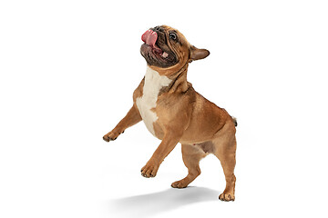 Image showing Young brown French Bulldog playing isolated on white studio background