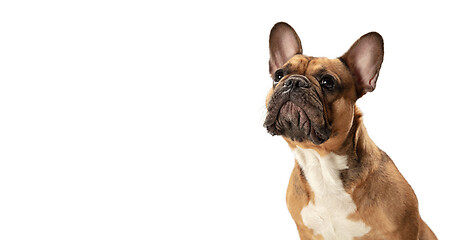 Image showing Young brown French Bulldog playing isolated on white studio background