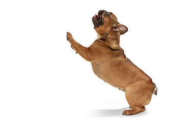 Image showing Young brown French Bulldog playing isolated on white studio background