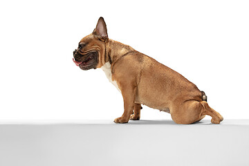 Image showing Young brown French Bulldog playing isolated on white studio background