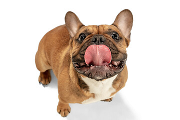 Image showing Young brown French Bulldog playing isolated on white studio background