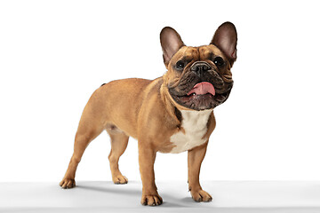 Image showing Young brown French Bulldog playing isolated on white studio background