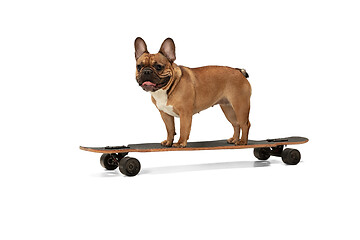 Image showing Young brown French Bulldog playing isolated on white studio background