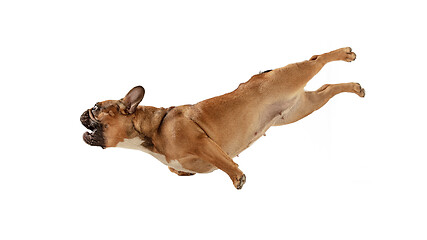 Image showing Young brown French Bulldog playing isolated on white studio background