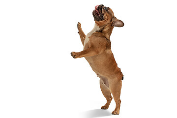 Image showing Young brown French Bulldog playing isolated on white studio background