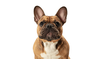 Image showing Young brown French Bulldog playing isolated on white studio background