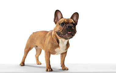 Image showing Young brown French Bulldog playing isolated on white studio background