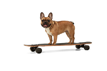 Image showing Young brown French Bulldog playing isolated on white studio background