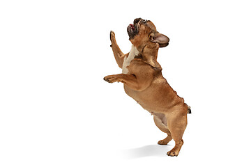 Image showing Young brown French Bulldog playing isolated on white studio background