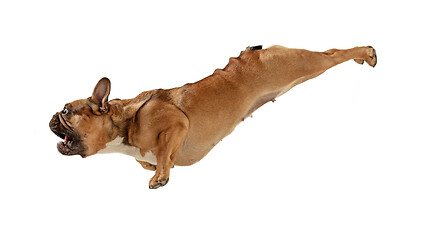 Image showing Young brown French Bulldog playing isolated on white studio background