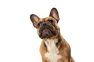 Image showing Young brown French Bulldog playing isolated on white studio background