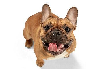 Image showing Young brown French Bulldog playing isolated on white studio background