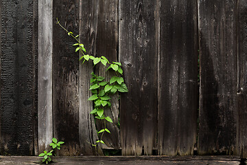 Image showing Wooden fence with plants 