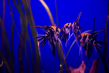 Image showing aquarium with colorful fishes