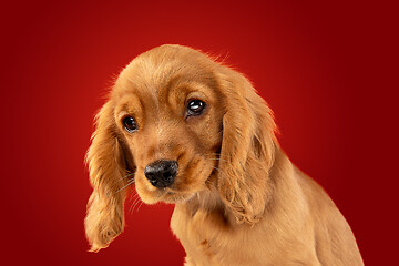 Image showing Studio shot of english cocker spaniel dog isolated on red studio background