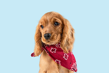 Image showing Studio shot of english cocker spaniel dog isolated on blue studio background