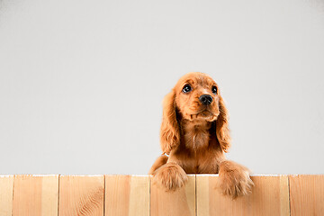 Image showing Studio shot of english cocker spaniel dog isolated on white studio background