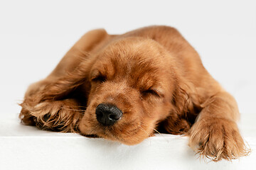 Image showing Studio shot of english cocker spaniel dog isolated on white studio background