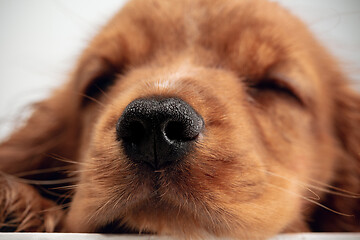 Image showing Studio shot of english cocker spaniel dog isolated on white studio background