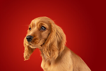 Image showing Studio shot of english cocker spaniel dog isolated on red studio background