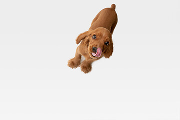 Image showing Studio shot of english cocker spaniel dog isolated on white studio background