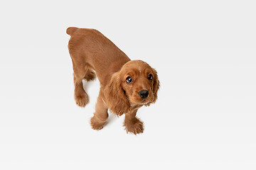 Image showing Studio shot of english cocker spaniel dog isolated on white studio background