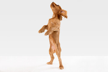 Image showing Studio shot of english cocker spaniel dog isolated on white studio background