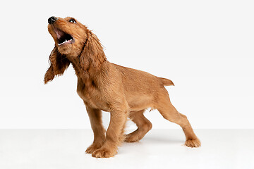 Image showing Studio shot of english cocker spaniel dog isolated on white studio background