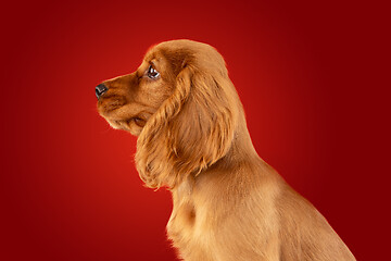 Image showing Studio shot of english cocker spaniel dog isolated on red studio background