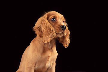 Image showing Studio shot of english cocker spaniel dog isolated on black studio background