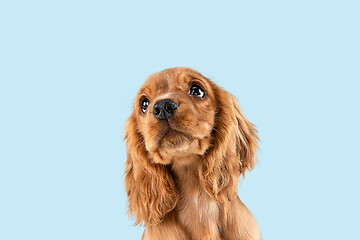 Image showing Studio shot of english cocker spaniel dog isolated on blue studio background