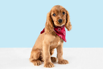 Image showing Studio shot of english cocker spaniel dog isolated on blue studio background