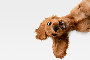 Image showing Studio shot of english cocker spaniel dog isolated on white studio background