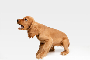 Image showing Studio shot of english cocker spaniel dog isolated on white studio background