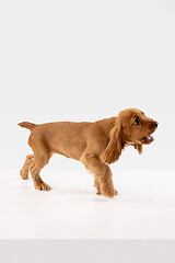 Image showing Studio shot of english cocker spaniel dog isolated on white studio background