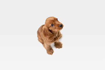 Image showing Studio shot of english cocker spaniel dog isolated on white studio background